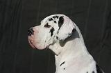 DOGUE ALLEMAND 631